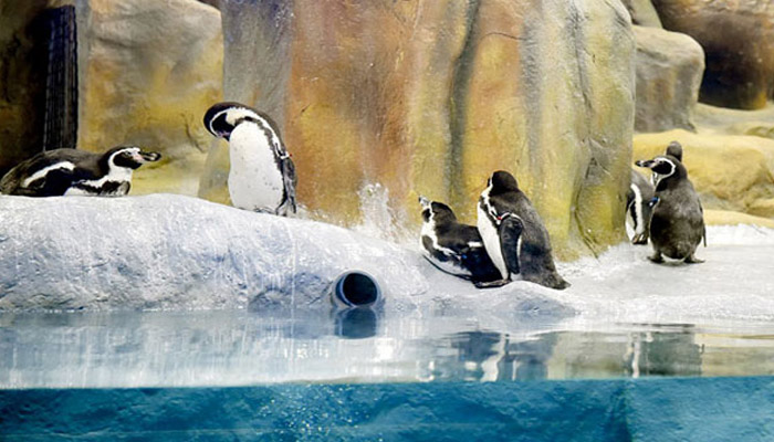 राणीबागेतील पेंग्विन दर्शन आता शंभर रुपयांना