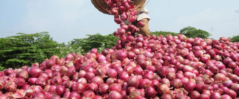 कांदा उत्पादक शेतक-यांना दिलासा, 200 रुपयांचं अनुदान जाहीर !
